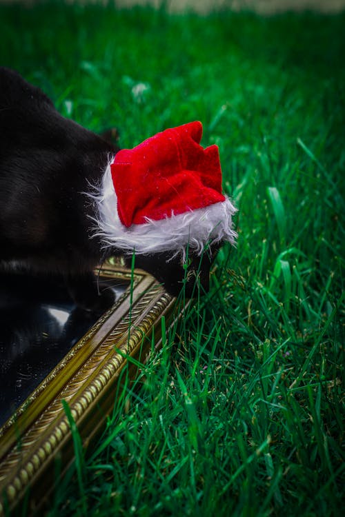 Free stock photo of black cat, christmas