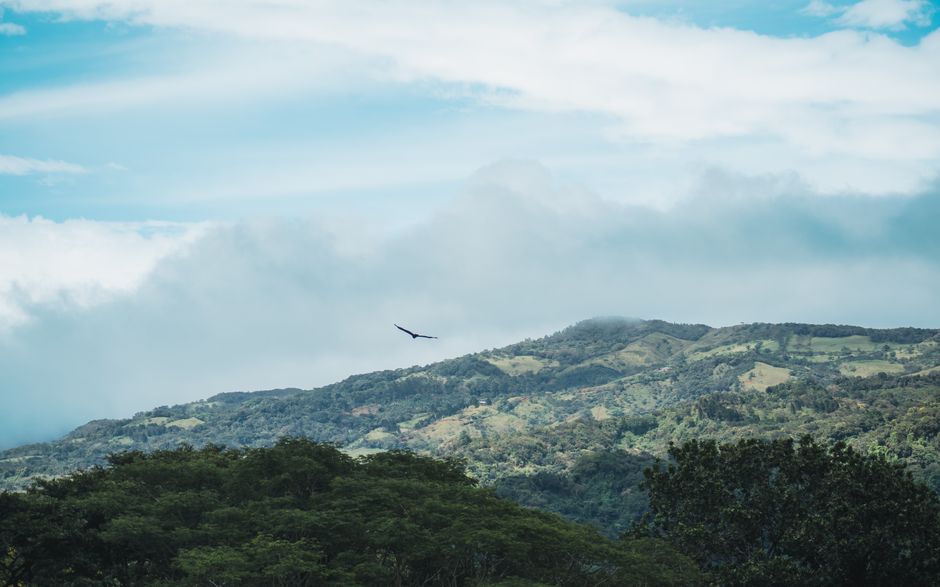 A bird soars over lush hills and forests in San Ramón, Costa Rica.