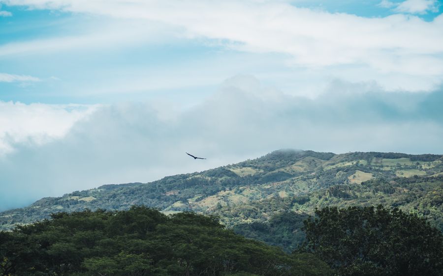 Monteverde cloud forest