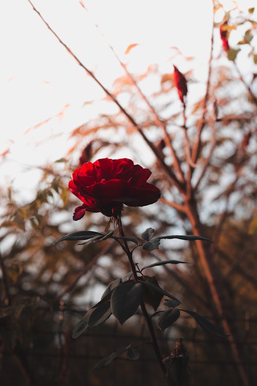 Close-Up Shot of a Red Rose