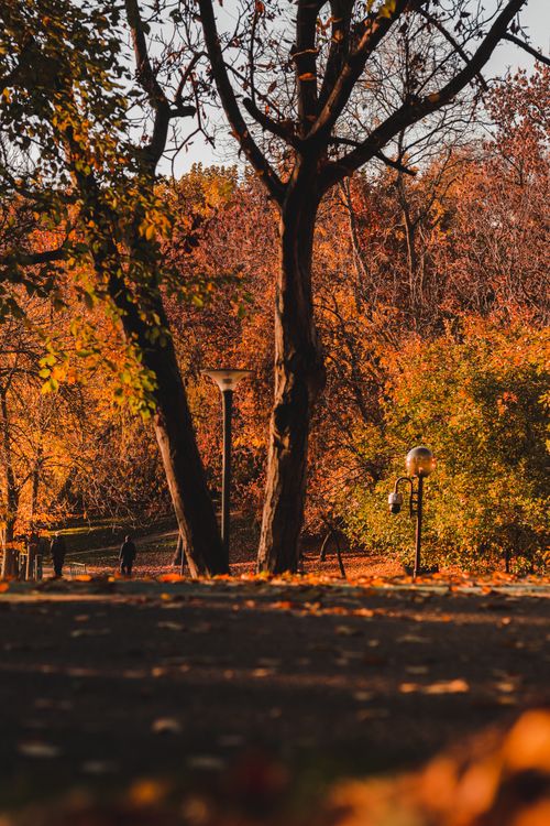 Free Beautiful autumn colors in a peaceful park with sunlight filtering through the trees. Stock Photo