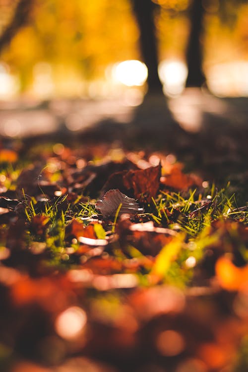 Darmowe zdjęcie z galerii z jesień, liście, natura