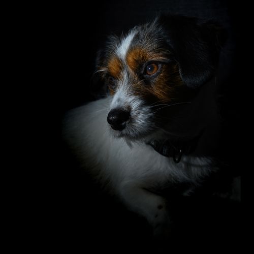 Free stock photo of dog, house pet, pets Stock Photo