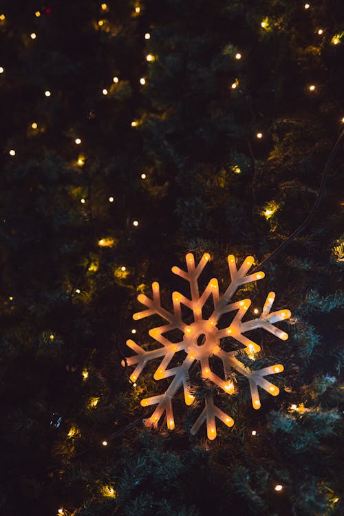 Free Christmas Lights on a Tree Stock Photo