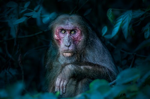 Bezpłatne Darmowe zdjęcie z galerii z dzika przyroda, fotografia zwierzęcia, makak ogoniasty Zdjęcie z galerii