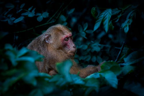 Gratis lagerfoto af dyr, dyrefotografering, makak