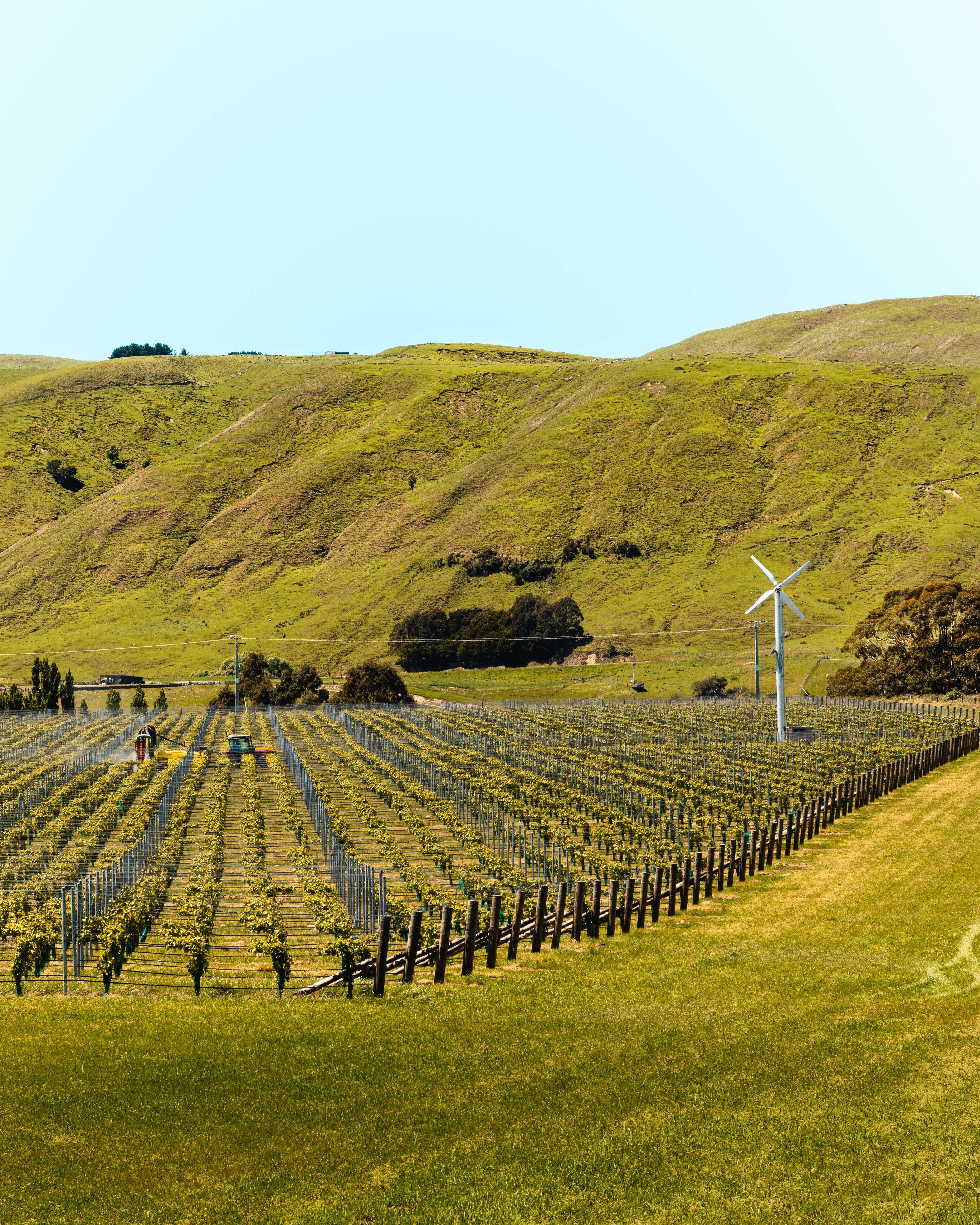 A scenic vineyard in New Zealand with a wind turbine and rolling hills under a clear sky.