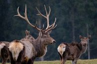 Free stock photo of animal, antler, antlers