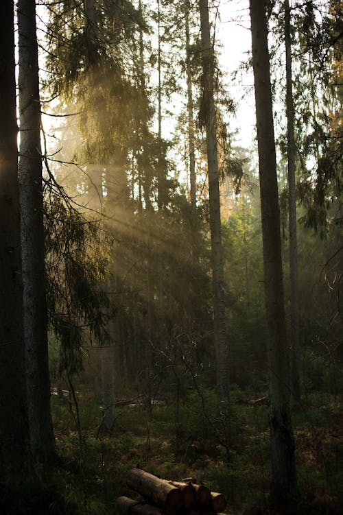 Green Trees on Forest with Rays of Sunlight