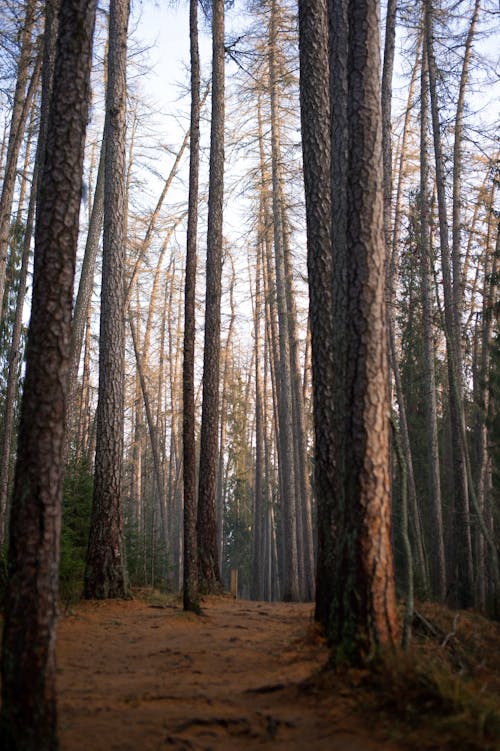 Gratis stockfoto met bomen, bossen, dageraad