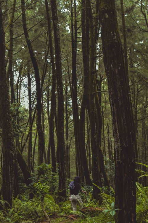 Free A lone hiker explores the dense, verdant forest of West Java at twilight. Stock Photo