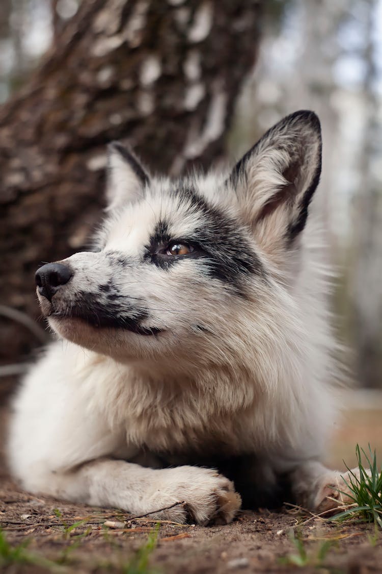 White And Black Fox On Ground