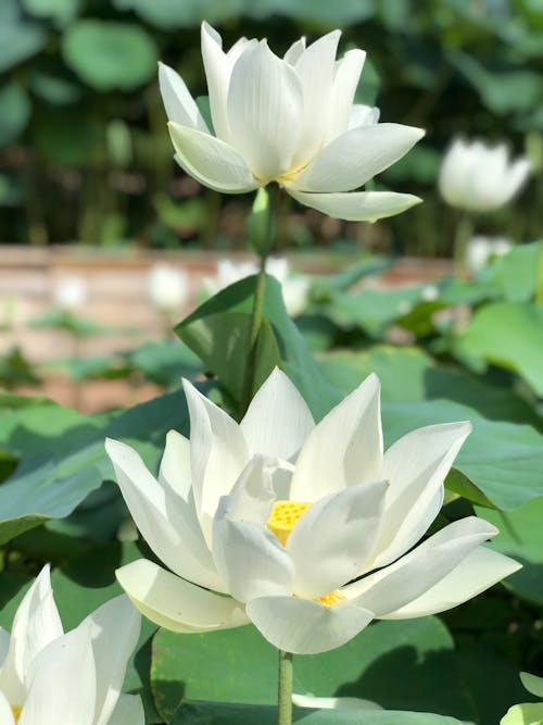 Free A Couple of White Lotus Flowers Blooming in a Pond Stock Photo