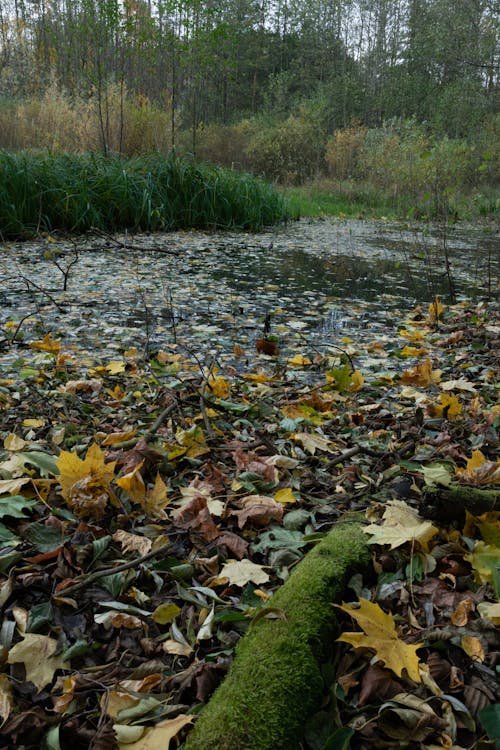 bataklık, orman, sonbahar orman içeren Ücretsiz stok fotoğraf