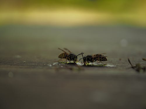 スズメバチ, 動物相, 昆虫の無料の写真素材