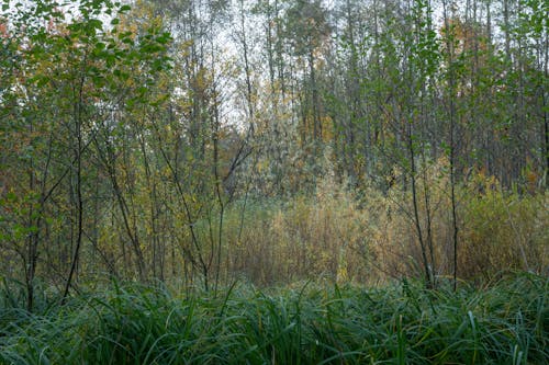 ağaçlar, çim, orman içeren Ücretsiz stok fotoğraf