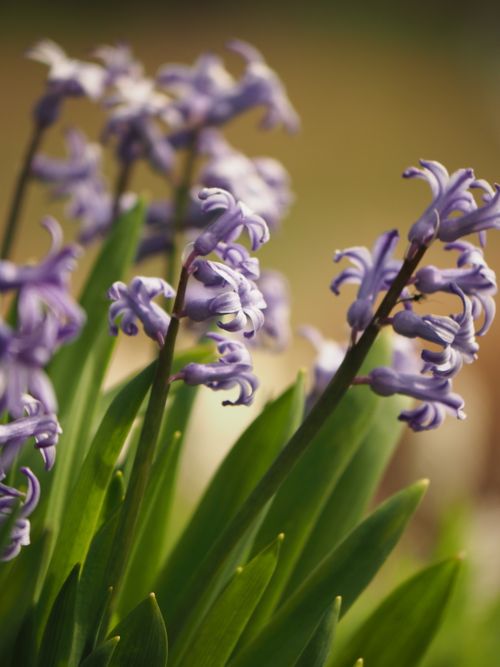 Free Vibrant purple hyacinths in full bloom captured close-up against a blurred background, showcasing nature's beauty. Stock Photo