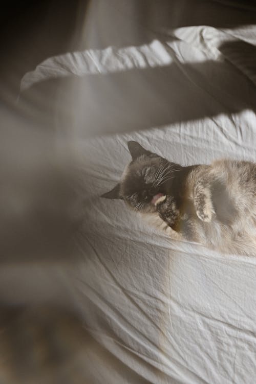 คลังภาพถ่ายฟรี ของ การถ่ายภาพสัตว์, ช็อตโอเวอร์เฮด, นอนหลับ