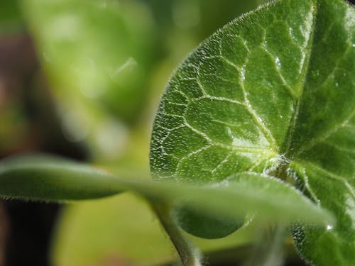 Foto profissional grátis de flora, folha, folha de flor