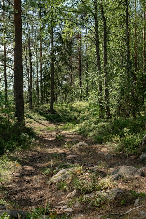 Foto profissional grátis de árvores, beleza na natureza, caminho