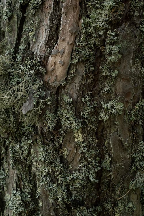 Free Detailed view of tree bark covered with moss and lichens, showcasing natural textures. Stock Photo
