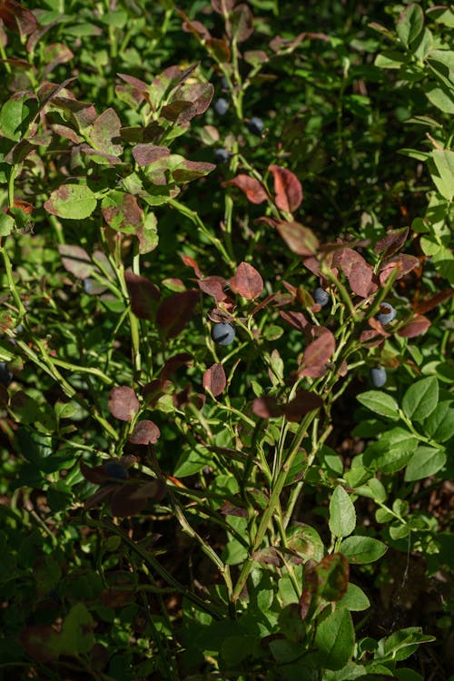 Blueberries on Bushes