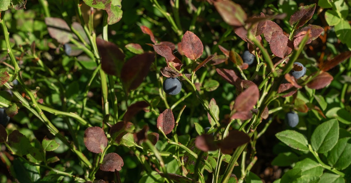 綠色生活新趨勢 打造食物森林 懶人農法輕鬆向自然偷師