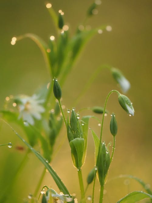 Photos gratuites de goutte, goutte de rosée, rosée