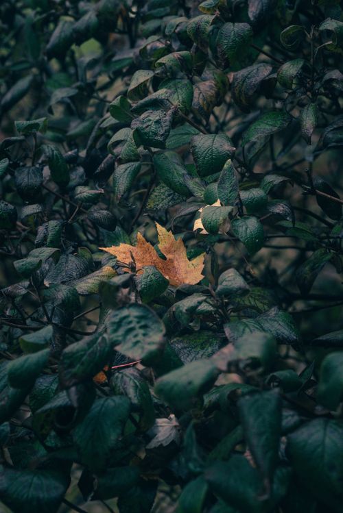 Free Detailed shot of brown and green leaves capturing the essence of autumn in a moody forest setting. Stock Photo