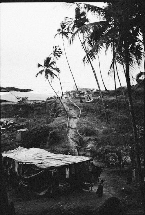 Free Black and White Shot of Palm Trees over a Hut Stock Photo
