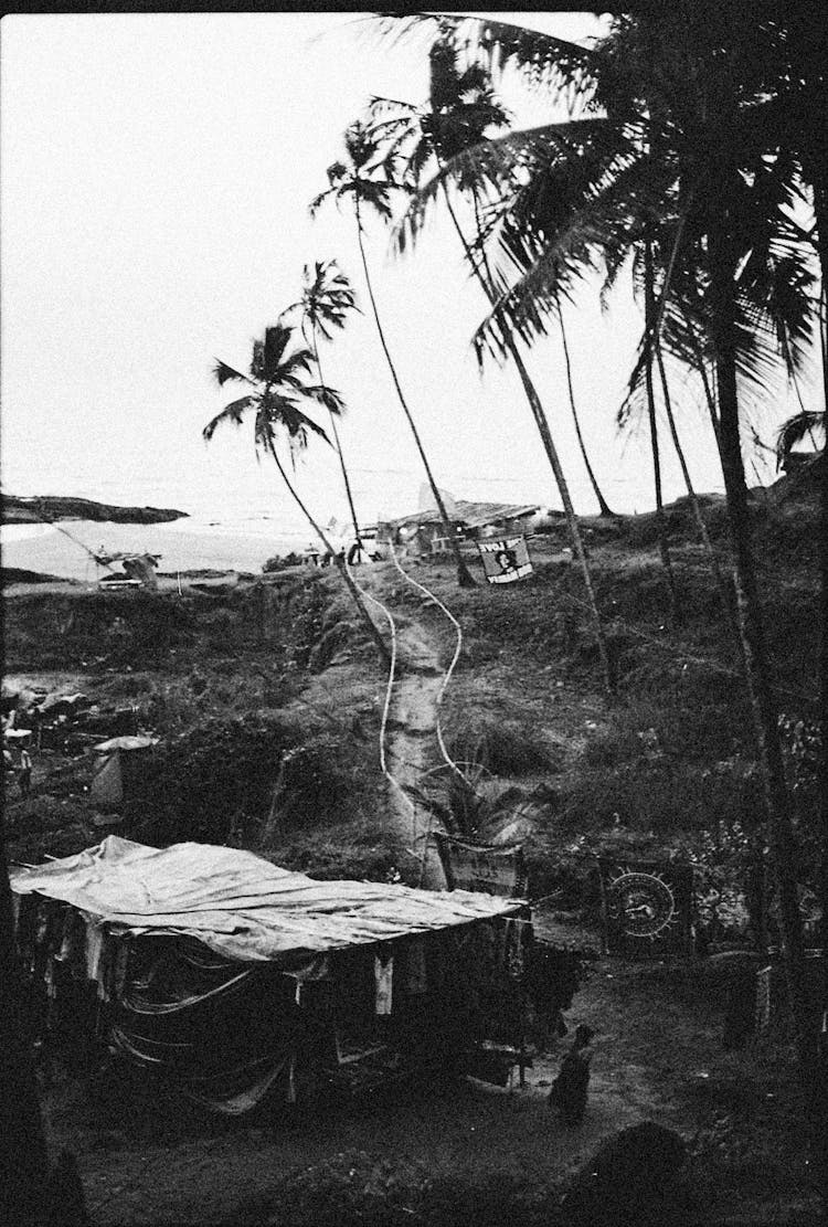 Black And White Shot Of Palm Trees Over A Hut