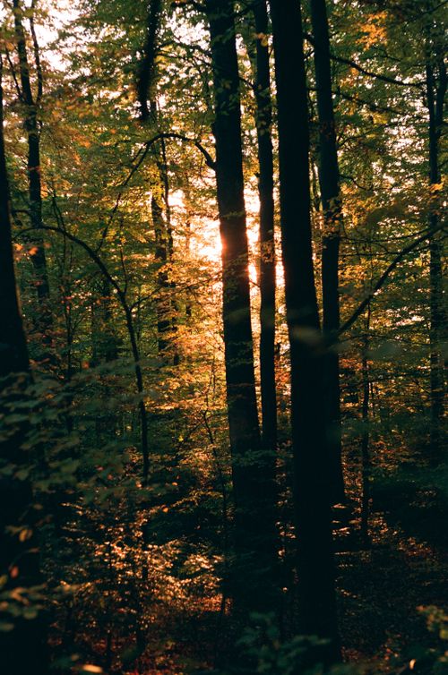 Free Peaceful forest scene in Romania with sunlight filtering through tall trees. Stock Photo