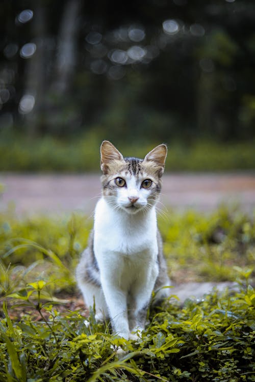 Gratis stockfoto met aanbiddelijk, dierenfotografie, harig