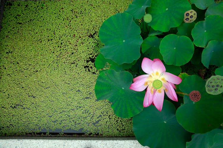 Lotus Flower In A Pond 