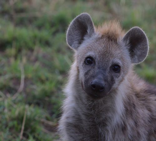 Free Close-up portrait of a young hyena in the wild, showcasing its curious gaze and natural habitat. Stock Photo