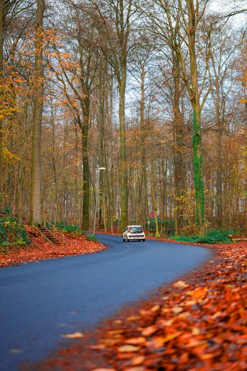 Foto profissional grátis de árvores, asfalto, automóvel