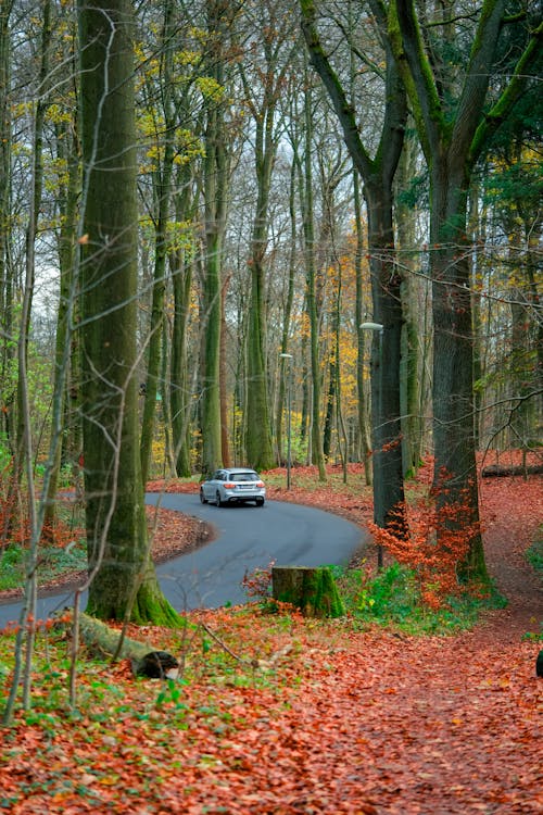 Vehicle on Paved Road on a Forest 
