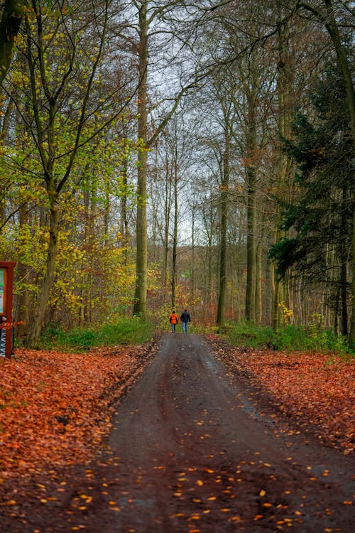 Long Shot of People walking on a Dirt Road in a Forest 