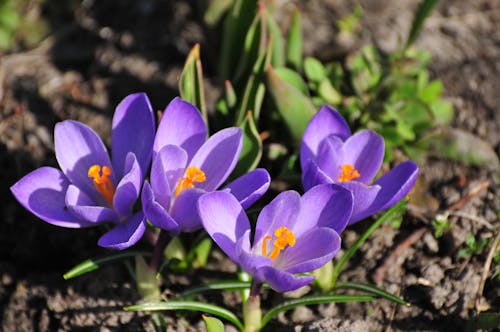 Foto stok gratis bagus, bunga ungu, crocus