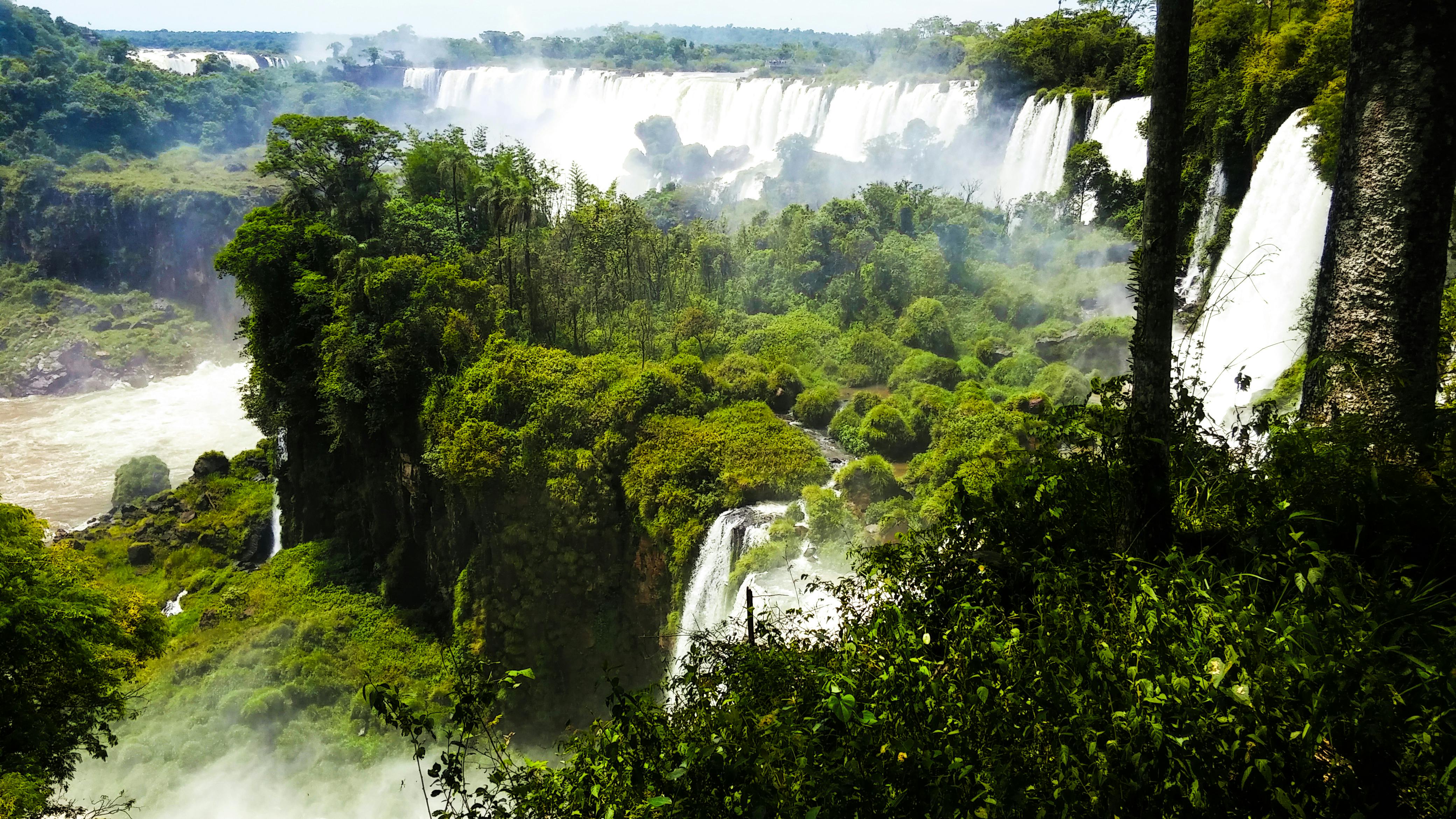 trees beside waterfalls