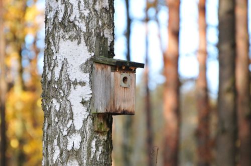 Free A rustic wooden birdhouse attached to a birch tree in a forest setting during autumn. Stock Photo