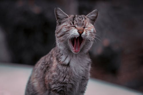 An Adorable Gray Tabby Cat Yawning