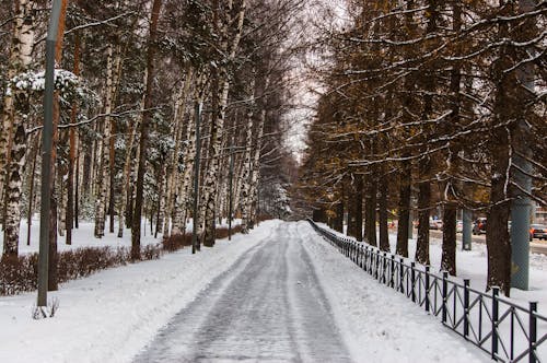 A Snow Covered Road Between Leafless Trees