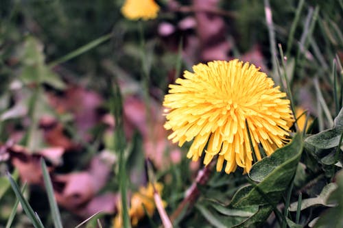 бесплатная Желтый кластерный лепесток цветка Стоковое фото