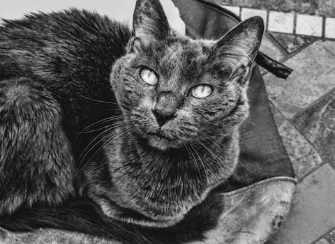 这是一张黑白特写的猫，眼睛引人注目，皮毛纹理清晰可见