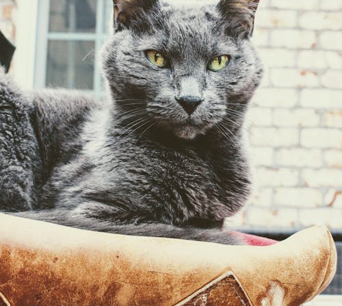 Free 短い毛皮の灰色の猫 Stock Photo