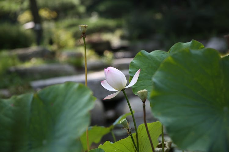 Close-up Of A Lotus Flower 