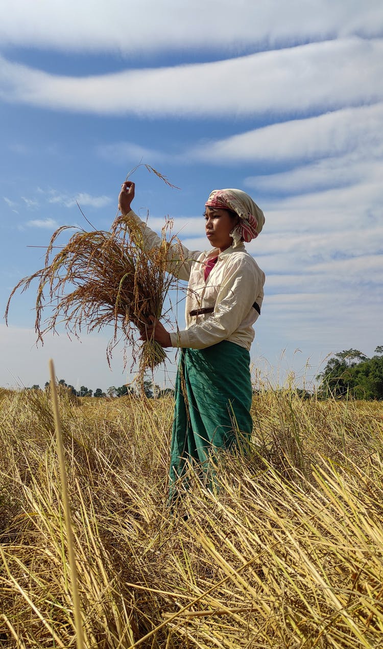 A Woman In Wheat Farm Field