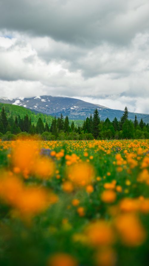 Free A breathtaking field of orange wildflowers with a mountainous backdrop, lush greenery, and dramatic clouds. Stock Photo