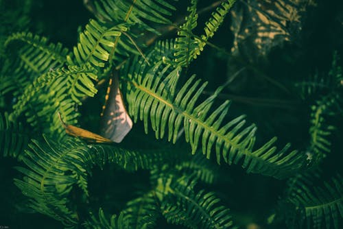無料 シダの葉, チルトシフト, 成長の無料の写真素材 写真素材